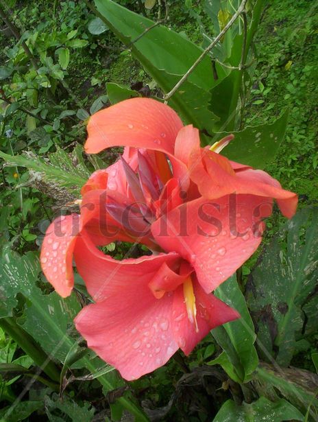 flor III