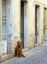 El perro de Beja
