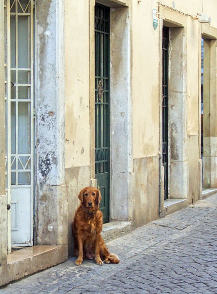 El perro de Beja