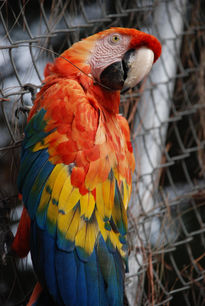 Guacamayo