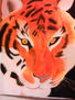 TIGRE