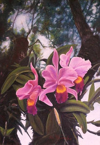 Orquideas