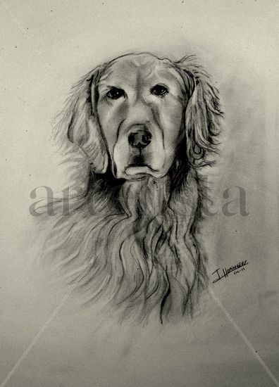 Perro labrador Pencil