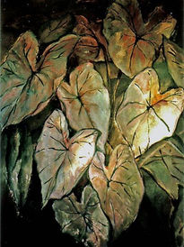 Caladium