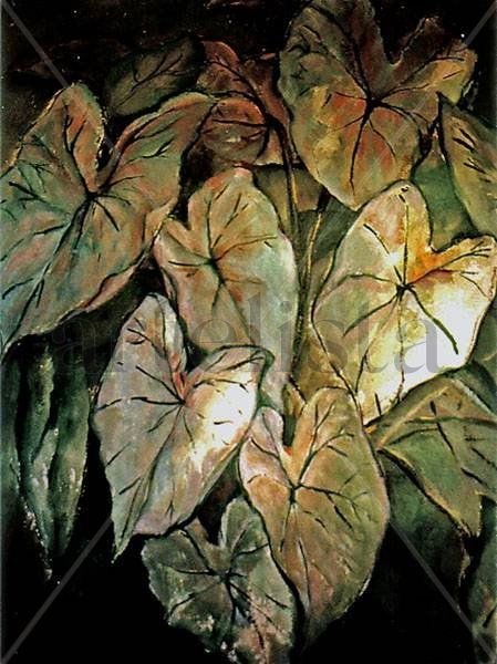 Caladium