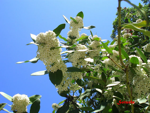 Acokanthera (Jazmín del Paraguay) 