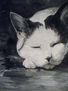 gato durmiendo