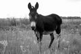 E-Mule