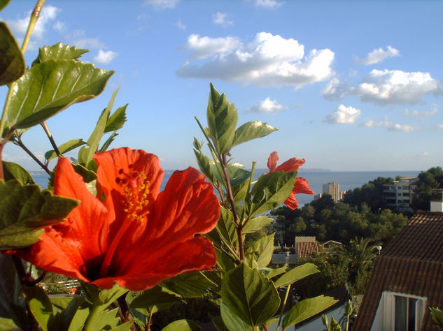 FLOR Y CIELO 2 