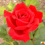 Flores thumbnail 1