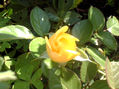 ROSA DE AMOR