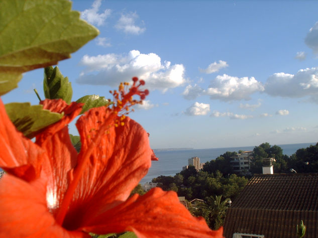 FLOR Y CIELO 