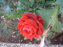 Rosa de amor 2