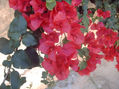 BUGANVILLA  10
