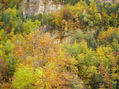 bosque otoñal