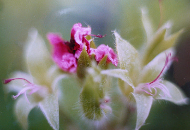 FLORES. Naturaleza Color (Química)