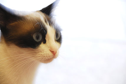 Gato1
