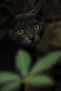 gato2