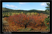 Colores de Otoño