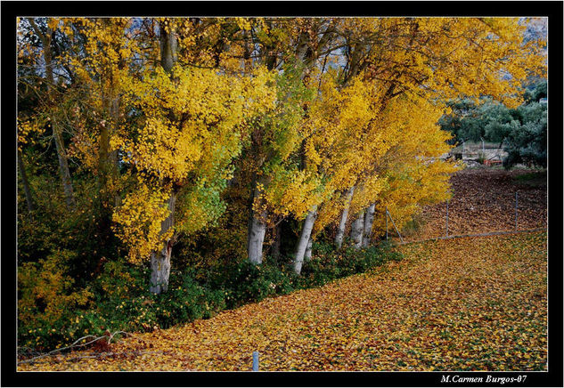 Manto amarillo 