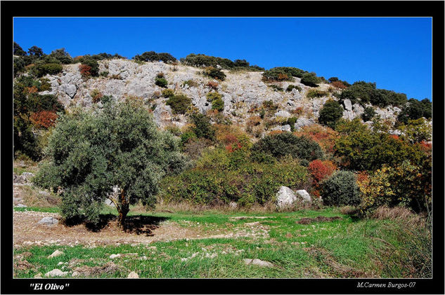 El Olivo en otoño 