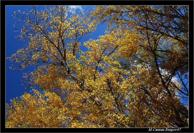 Chopos y Cielo 