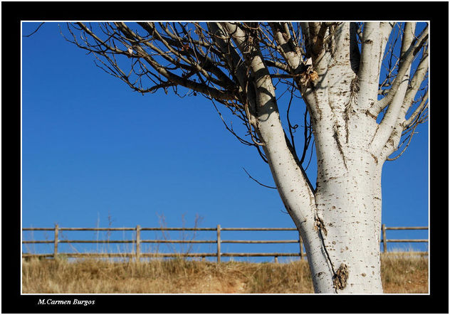 El árbol y la vía verde