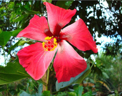 Flor de Casa
