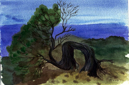Sabina (El Hierro)