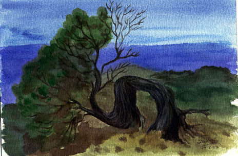Sabina (El Hierro)