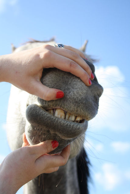 A caballo regalado...