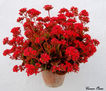 kalanchoe