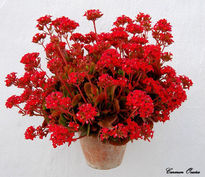 Kalanchoe