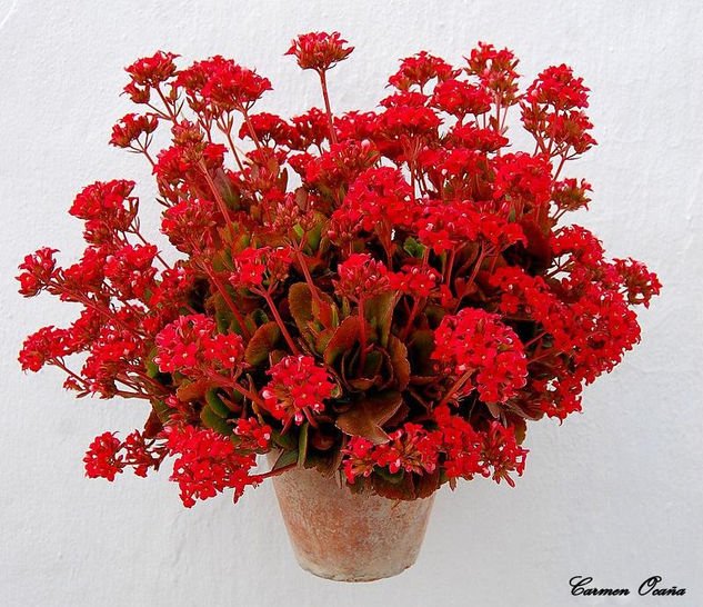 kalanchoe Naturaleza Color (Digital)