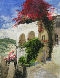 Bouganvilla