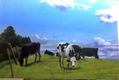 vacas pastando