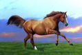 caballo