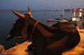 La sagrada- Varanasi