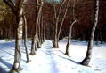BOSQUE NEVADO