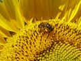 Abeja y girasol