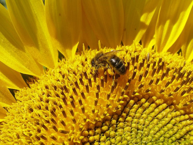 Abeja y girasol Naturaleza Color (Digital)