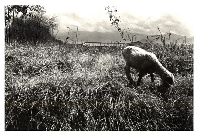 Paseo Naturaleza Blanco y Negro (Química)