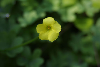 Planta amarilla