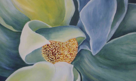 MAGNOLIAS.Serie de flores extremadamente bellas,grandes carnosas y blancas,de aspecto brillante y majestuoso con un aroma que recuerda al limón.