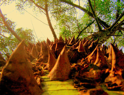 Palo borracho