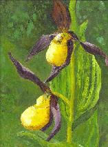 Orquidea