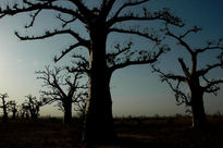 Baobab (2)