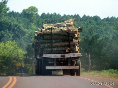 Transporte de madera 