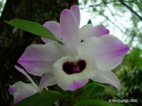 Orquidea 3