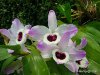 Orquideas 2